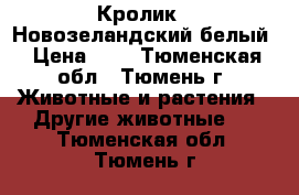 Кролик - Новозеландский белый › Цена ­ 3 - Тюменская обл., Тюмень г. Животные и растения » Другие животные   . Тюменская обл.,Тюмень г.